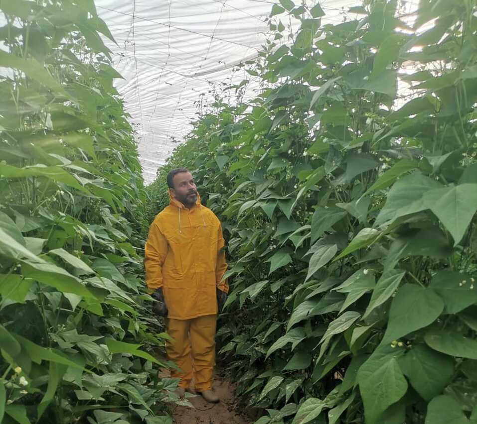 Green Beans Detail 7